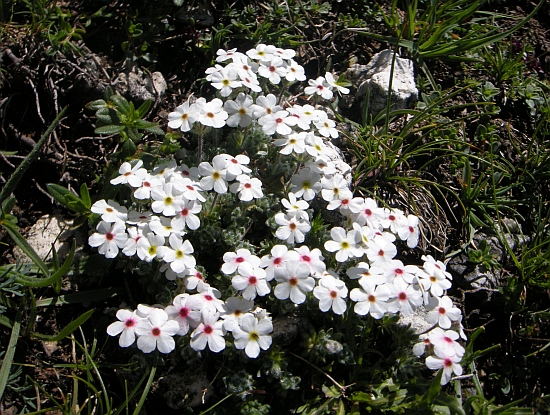Androsace villosa /Androsace appenninica